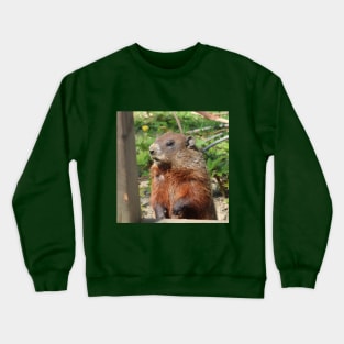 Woodchuck Checking out the Place Crewneck Sweatshirt